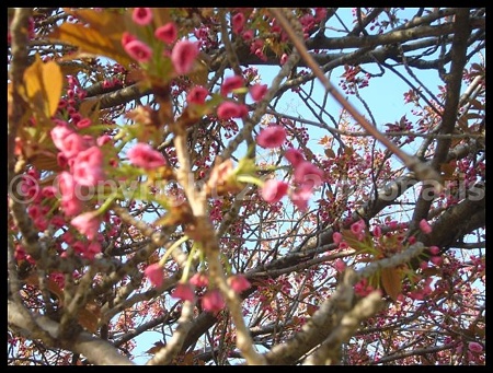 P3050064