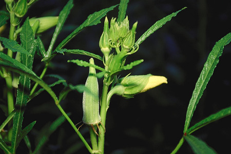 Abelmoschus_esculentus