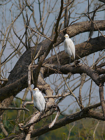 アマサギ(Cattle Egret) P1100615_R