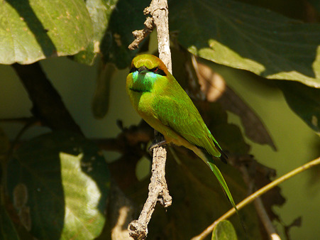 ミドリハチクイ(Green Bee-Eater) P1110159_R