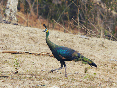 マクジャク(Green Peafowl) P1160441_R