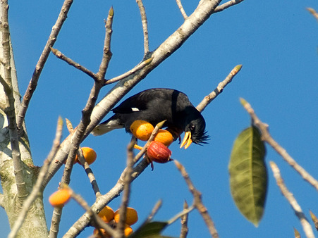 White-vented Myna IMGP53910_R2