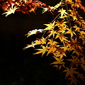 『黄金の輝き』
