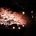 夜桜渋滞