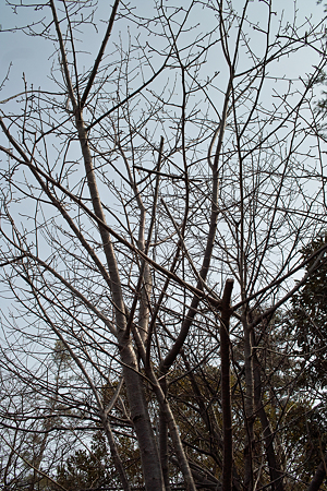 Trees03072012dp2-01