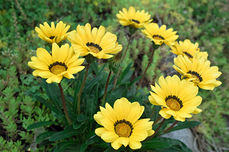 flower06112011dp2-06
