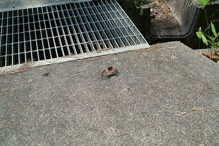 Crab06132011dp2-02