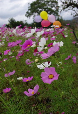 IMGP8438_1013