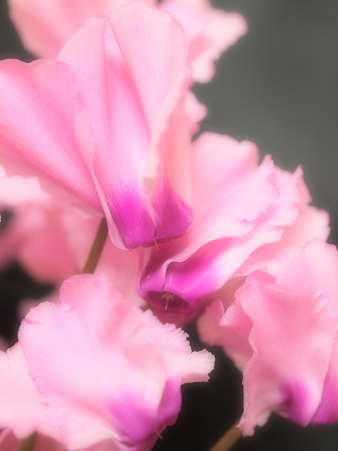 P1079239