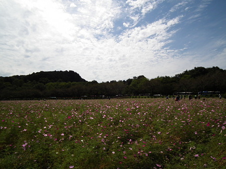 巾着田 137