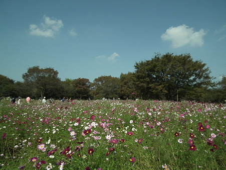 昭和記念公園 319