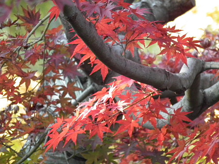 紅葉 736