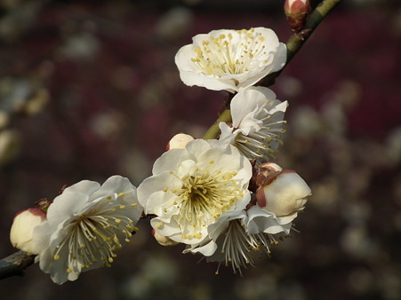 DSCF0207