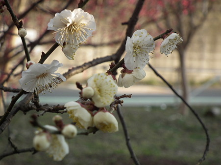 DSCF0263