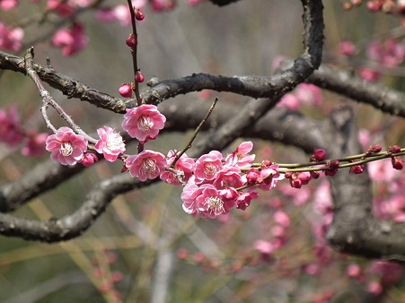 DSCF0322