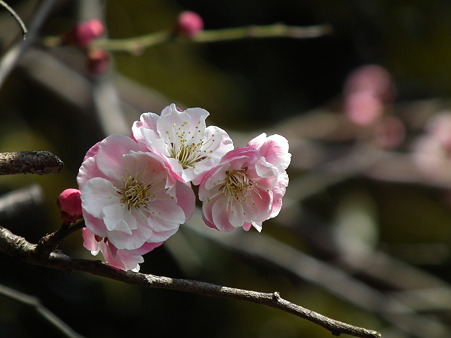 DSCF0352