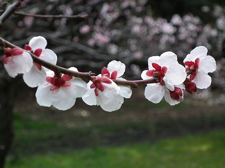 DSCF0255