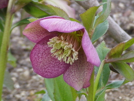IMGP0017