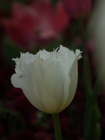 DSCF0027