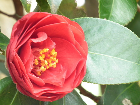 DSCF0217