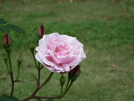 DSCF0176