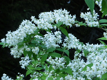 IMGP0046