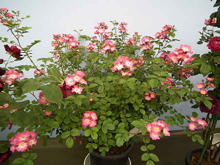 DSCF0282