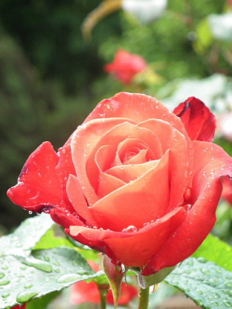 DSCF0055