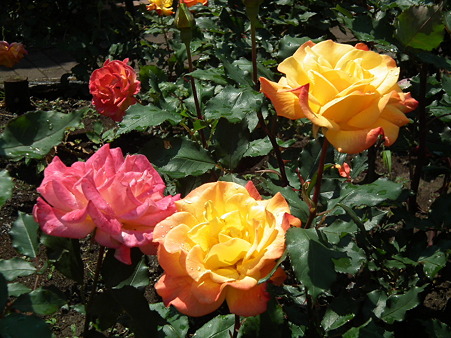 DSCF0160