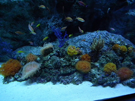 品川水族館 092