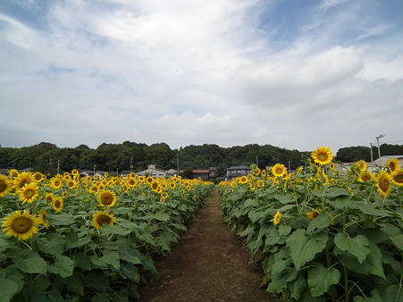堀兼ひまわり 091