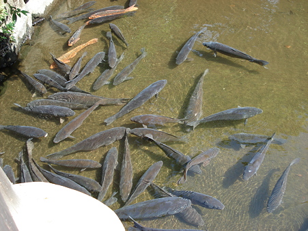 柴又帝釈天 邃渓園