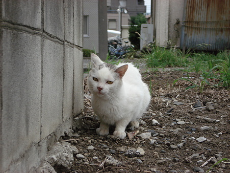 おねだりにゃんこ