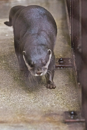 ikeda111203008