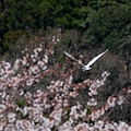 Photos: ダイサギと桜