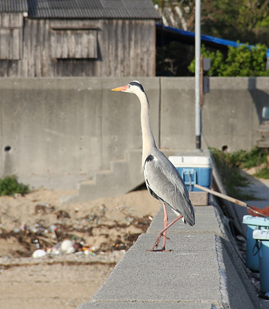 20120417_3986