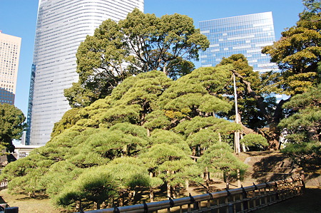 2011年12月18日_DSC_0803 浜離宮