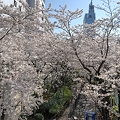 川崎駅駐輪場の桜