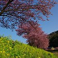 2012年3月6日　南伊豆町　｢みなみ桜｣ (1)