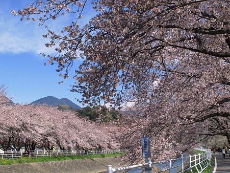 2012年4月6日　長尾川左岸　桜　(2)