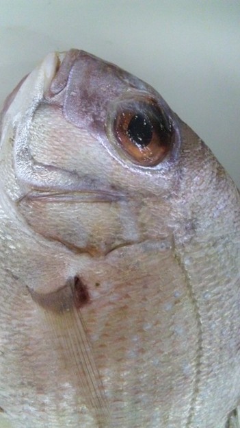 写真: 死んだ魚の眼