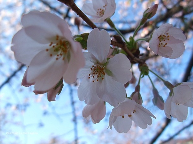 2012桜。今年も早速美しすぎてくらくらするー。