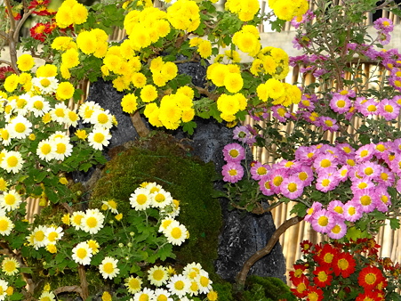 菊の寄植え