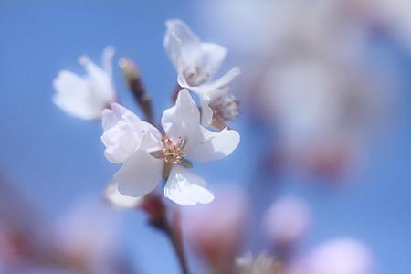 純白の四季桜