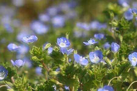 散歩道の花