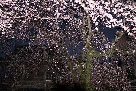 安長寺の枝垂れ桜