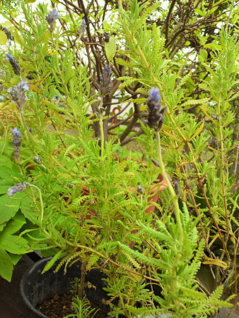 Lavender dentata