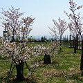 比布大雪PA の千島桜