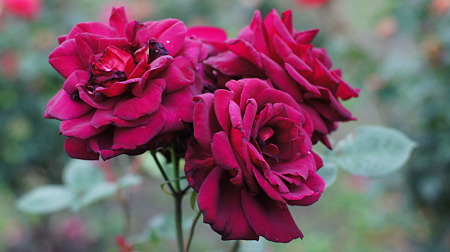DSC00414