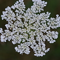 Queen Anne&#039;s Lace 8-14-11